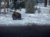 A Bison Standing in Deep Snow in Yellowstone National Park Photographie par Mark Thiessen
