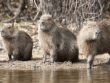 Group of Capybaras, Hydrochaeridae Hydrochoeris, Sitting on the Shore Photographic Print by Roy Toft