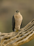 Cooper's Hawk (Accipiter Cooperii) on Saguaro Husk, Green Valley, Arizona Photographic Print by Tom Vezo/Minden Pictures