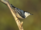 White-Breasted Nuthatch (Sitta Carolinensis) Long Island, New York Photographie par Tom Vezo/Minden Pictures