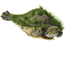 A River Cooter Turtle Collected from a Fresh Water River Sample Photographic Print by David Liittschwager