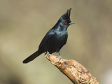 Phainopepla (Phainopepla Nitens) Male, Santa Rita Mountains, Arizona Photographic Print by Tom Vezo/Minden Pictures