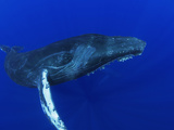 Humpback Whale (Megaptera Novaeangliae), Nat'l Marine Sanctuary (Photo Obtained under NMFS Permit) Photographic Print by Flip Nicklin/Minden Pictures