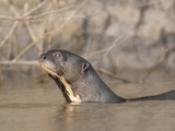 An Endangered Neotropical River Otter, Lontra Longicandis Photographic Print by Roy Toft