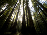 Bull Creek Flats, Home to Many of the Tallest Redwood Trees on Earth Lámina fotográfica por National Geographic Photographer Bull Creek Flats, Home to Many of the Tallest Redwood Trees on Earth Lámina fotográfica por National Geographic Photographer