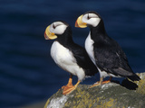 Horned Puffin (Fratercula Corniculata) Pair on Rock Ledge, Round Island, Alaska Fotografisk trykk av Matthias Breiter/Minden Pictures Horned Puffin (Fratercula Corniculata) Pair on Rock Ledge, Round Island, Alaska Fotografisk trykk av Matthias Breiter/Minden Pictures