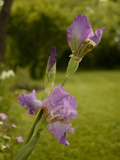 Bearded Iris after a Spring Rain Shower Photographic Print by Kenneth Ginn