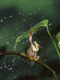 Red-Eyed Tree Frog (Agalychnis Callidryas) in Rain, Native to Central and South America Photographic Print by Michael Durham/Minden Pictures