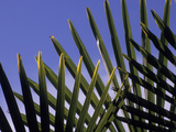 A Windmill Pine, Trachycarpus Fortunei, Against a Blue Sky Photographic Print by Paul Daimien