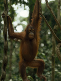 A Rehabilitated Juvenile Orangutan, Pongo Pygmaeus, Hangs from Vines Lámina fotográfica por Tim Laman