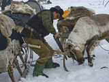 A Komi Reindeer Herder Saws Off an Antler before it Drops in Spring Photographie par Gordon Wiltsie