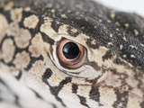 Close Up of a Perentie Lizard Eye and Surrounding Scales Photographic Print by Brooke Whatnall