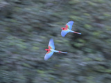 Pair of Green-Winged Macaws, Ara Chloropterus, in Flight Photographic Print by Roy Toft