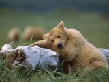 Grizzly Bear (Ursus Arctos Horribilis) Juvenile Sleeping on Driftwood, Katmai Nat'l Park, Alaska Photographie par Suzi Eszterhas/Minden Pictures