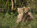 Cheetah (Acinonyx Jubatus) Nine Week Old Cubs, Maasai Mara Reserve, Kenya Photographic Print by Suzi Eszterhas/Minden Pictures