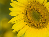 Close Up of a Sunflower, Helianthus Petiolaris Photographic Print by Joe Petersburger