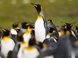 King Penguin (Aptenodytes Patagonicus) Colony, East Falkland Island, Falkland Islands Fotografie-Druck von Luciano Candisani/Minden Pictures
