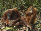 Orangutan (Pongo Pygmaeus) Females and Baby, Camp Leaky, Tanjung Puting Nat'l Park, Indonesia Lámina fotográfica por Thomas Marent/Minden Pictures