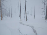 Bare Trees in Deep Snow in Upper Geyser Basin Photographie par Mark Thiessen