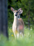 Young Male White-Tailed Deer in a Meadow with Summer Wildflowers Photographic Print by Roy Toft