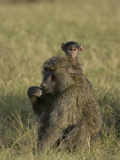 Savannah or Yellow Baboon (Papio Cynocephalus) Infant and Mother, Masai Mara Nat'l Reserve, Kenya Photographic Print by Suzi Eszterhas/Minden Pictures