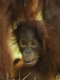 Orangutan (Pongo Pygmaeus) Baby, Camp Leaky, Tanjung Puting Nat'l Park, Indonesia Lámina fotográfica por Thomas Marent/Minden Pictures Orangutan (Pongo Pygmaeus) Baby, Camp Leaky, Tanjung Puting Nat'l Park, Indonesia Lámina fotográfica por Thomas Marent/Minden Pictures