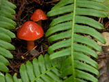 Mushrooms and Ferns Growing in Humboldt Redwoods State Park Photographic Print by National Geographic Photographer