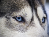 The Wolf-Like Stare of a Siberian Husky Sled Dog with Very Blue Eyes Fotografisk tryk af Jason Edwards The Wolf-Like Stare of a Siberian Husky Sled Dog with Very Blue Eyes Fotografisk tryk af Jason Edwards