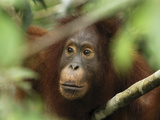 Orangutan (Pongo Pygmaeus), Camp Leaky, Tanjung Puting Nat'l Park, Indonesia Lámina fotográfica por Thomas Marent/Minden Pictures Orangutan (Pongo Pygmaeus), Camp Leaky, Tanjung Puting Nat'l Park, Indonesia Lámina fotográfica por Thomas Marent/Minden Pictures
