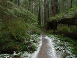A Rare Dusting of Snow in Del Norte Redwoods State Park Lámina fotográfica por National Geographic Photographer A Rare Dusting of Snow in Del Norte Redwoods State Park Lámina fotográfica por National Geographic Photographer