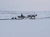 A Komi Reindeer Herder Travels on a Sled Watching the Herd Photographie par Gordon Wiltsie