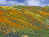 California Poppy (Eschscholzia Californica) Hillside, Tehachapi Hills Near Gorman, California Photographic Print by Tim Fitzharris/Minden Pictures