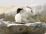A Razorbill Sitting on a Rock on Machias Seal Island Photographic Print by Darlyne A. Murawski