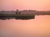 Wild Horse (Equus Caballus) Pair Grazing, Assateague Island National Seashore, Maryland Photographic Print by Tim Fitzharris/Minden Pictures