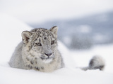 Snow Leopard (Uncia Uncia) Adult Portrait in Snow, Endangered Fotografisk tryk af Tim Fitzharris/Minden Pictures Snow Leopard (Uncia Uncia) Adult Portrait in Snow, Endangered Fotografisk tryk af Tim Fitzharris/Minden Pictures