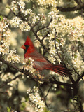 Northern Cardinal (CardinalisCardinalis) in Beach Plum (PrunusMaritima) Tree, Long Island, New York Photographic Print by Tom Vezo/Minden Pictures