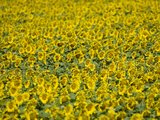 A Field of Sunflowers, Helianthus Petiolaris Photographic Print by Joe Petersburger
