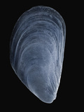 Sem Close-Up View of Mediterranean Mussel (Mytilus Galloprovincialis) at 10X Magnification Photographic Print by Albert Lleal/Minden Pictures