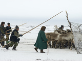 Komi Nomads Herding Reindeer to Select Some to Pull their Sleds Photographic Print by Gordon Wiltsie