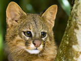 Pampas Cat (Leopardus Colocolo) Portrait, Cerrado Ecosystem, Brazil Fotografie-Druck von Luciano Candisani/Minden Pictures