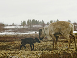A Reindeer Cow with Her Newborn Calf on Tundra Lichens and Moss Photographie par Gordon Wiltsie