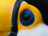 Toco Toucan (Ramphastos Toco) Eye, Bonito, Brazil Fotografie-Druck von Luciano Candisani/Minden Pictures