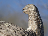 Portrait of a Great Potoo, Nyctibius Grandis Photographic Print by Roy Toft