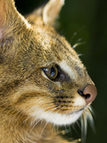 Pampas Cat (Leopardus Colocolo) Portrait, Cerrado Ecosystem, Brazil Fotografie-Druck von Luciano Candisani/Minden Pictures