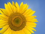 A Sunflower Against a Blue Sky Photographic Print by Joe Petersburger