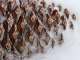 Close Up of a Pine Cone Lying in the Snow Photographic Print by Charles Kogod