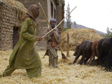 Women with Yaks Threshing Barley on the Road from Leh to Kargil Fotografie-Druck von Steve Winter
