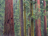 Coast Redwood (Sequoia Sempervirens) Trees, Mariposa Grove, Yosemite National Park, California Photographic Print by Tim Fitzharris/Minden Pictures