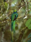 Resplendent Quetzal (Pharomachrus Mocinno) Female Perching in a Tree, Costa Rica Photographie par Tom Vezo/Minden Pictures