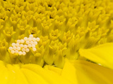 Moth Eggs on a Sunflower Inflorescence, Helianthus Petiolaris Photographic Print by Joe Petersburger